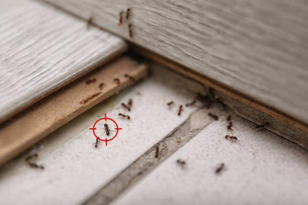Best Affordable Pest Control Services  in Golden Grove, SC