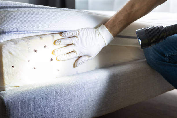 Best Emergency Pest Control  in Golden Grove, SC